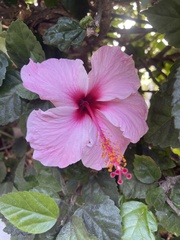 Hibiscus rosa-sinensis
