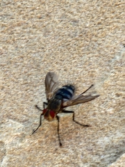 Microphthalma disjuncta