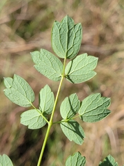 Thalictrum dasycarpum