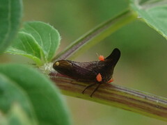 Membracidae