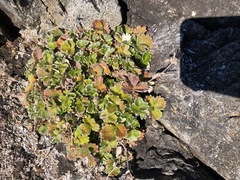 Potentilla villosa