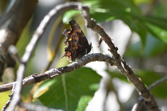 Polygonia