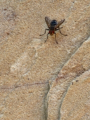 Microphthalma disjuncta