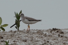 Xenus cinereus