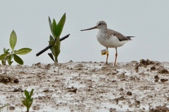 Xenus cinereus