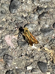 Ochlodes sylvanoides