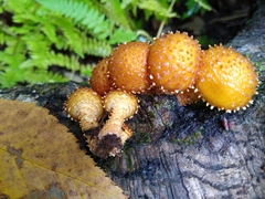 Pholiota