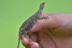 Draco