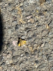 Ochlodes sylvanoides