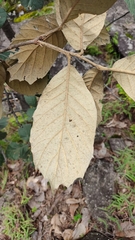 Quercus crassifolia