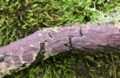 Phlebiopsis crassa