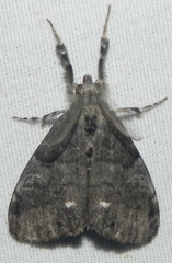 Dasychira vagans