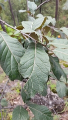 Quercus crassifolia