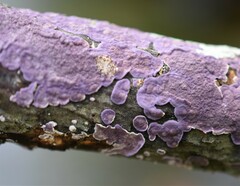 Phlebiopsis crassa