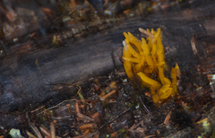 Calocera viscosa