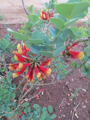 Erythrina acanthocarpa