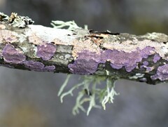 Phlebiopsis crassa