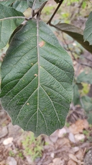 Quercus crassifolia