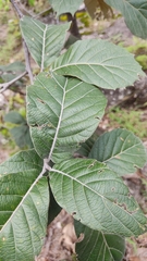 Quercus crassifolia