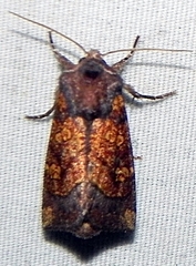 Papaipema impecuniosa