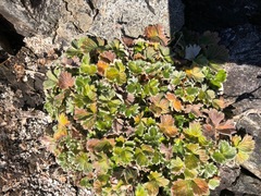 Potentilla villosa