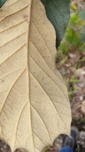 Quercus hintonii