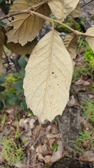 Quercus crassifolia