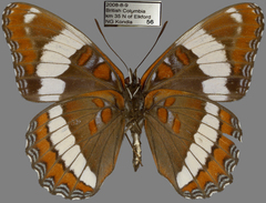 Limenitis arthemis rubrofasciata