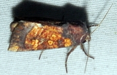 Papaipema impecuniosa