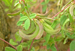 Trigonella corniculata