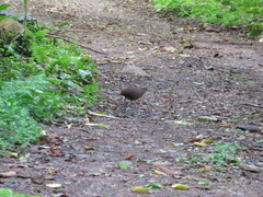 Crypturellus obsoletus