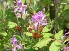 Rhododendron canadense