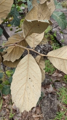 Quercus crassifolia
