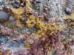 Hymeniacidon perlevis