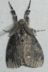 Dasychira vagans
