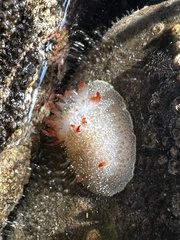 Acanthodoris nanaimoensis