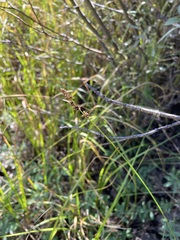 Carex prairea