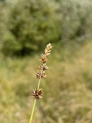 Carex prairea