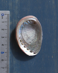 Haliotis diversicolor