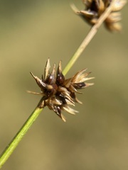 Carex prairea