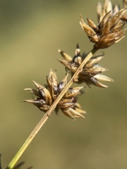 Carex prairea
