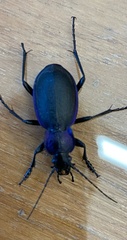 Carabus problematicus