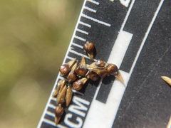 Carex prairea