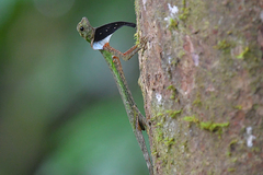 Draco melanopogon