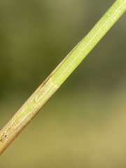 Carex prairea