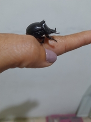 Scarabaeidae