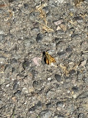 Ochlodes sylvanoides