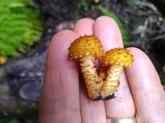 Pholiota