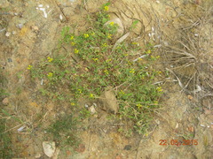 Trigonella corniculata