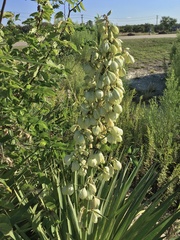Yucca